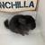 S16 - A beautiful dark ebony male chinchilla 4 thumbnail