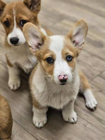 Female American corgi 1