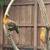 Easter Egger chickens 2 thumbnail