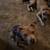 2 Puppies available 2 thumbnail