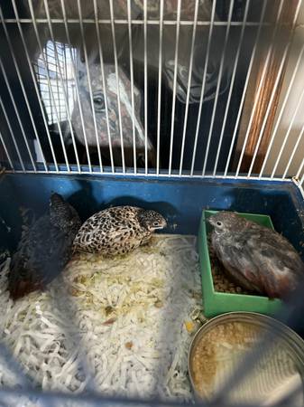 Button Quail 1