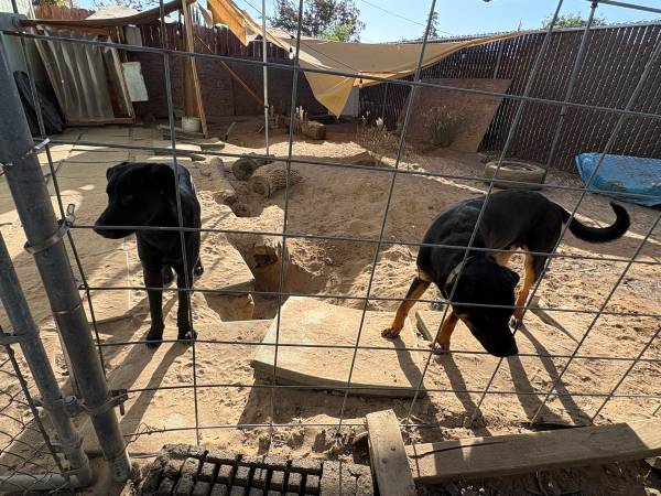 Encontré dos cachorros (Fresno)