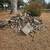 Free Firewood 2 thumbnail