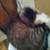 Rehoming cats 2 thumbnail