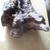 Beautiful Burl 1 thumbnail