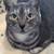 Stunning female black tabby cat - Sofi 6 thumbnail