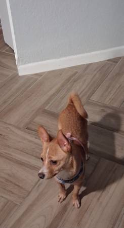 Girl Dog (Killeen)63839344099329122