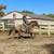 Gorgeous Red Roan Quarter Horse for Sale 4 thumbnail