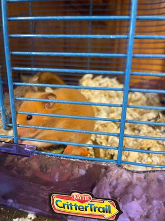 Hamsters Rehomed550684980413081601