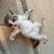 Beautiful kittens 18 thumbnail
