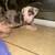 Pitbull Puppies 10 thumbnail