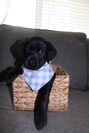 Re homing 6 full bread black labs (Glendale)63967426064130120