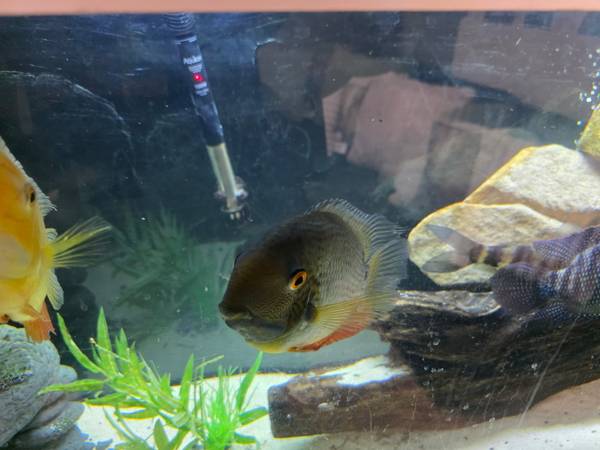 tropical fish (Elyria)63907874337411121