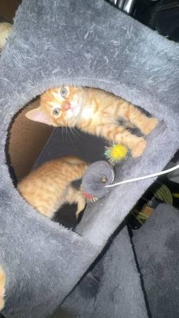 Kittens (Sacramento)63848874398467121