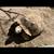 Tortoise African Spurred Sulcata 2 thumbnail