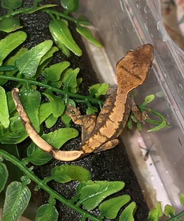Bebés de gecko crestado (Inwood / Wash Hts)