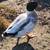 Call duck drake 5 thumbnail