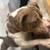 Free dog 1 thumbnail