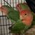 4 Peachfaced Lovebirds with Cage & Nest Boxes 1 thumbnail