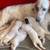 Assistant sporting dog trainer. 7 thumbnail