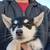 3 Free husky mix to good home 3 thumbnail