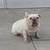 Female French Bulldog free adoption 1 thumbnail