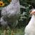 Chickens 14 thumbnail