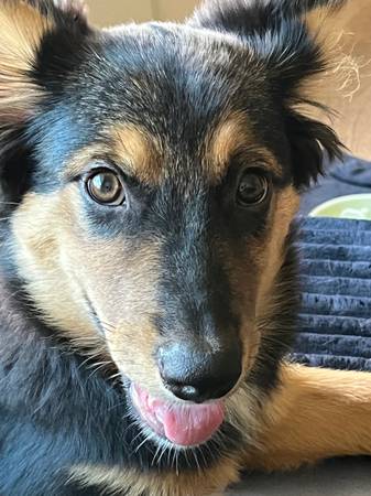 Border collie German shepherd mix (rohnert pk / cotati)63966186095362120