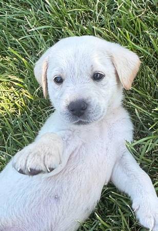 Labrador pups - $0 (brentwood / oakley)63471369176705124