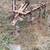 Wheel horse cultivator 3 thumbnail