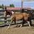 yrlg grade paint colt / horse 11 thumbnail