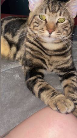 The sweetest boy needs a home (Marshall)64145663559939120