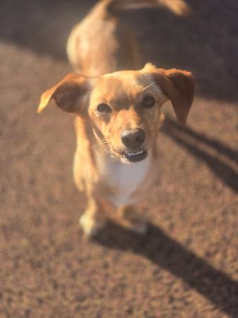Lost dog please help (Spreckels)64009563723778122
