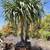 Dragon Trees and Ancient Olive Trees 16 thumbnail