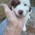 Standard Aussie puppies 2 thumbnail