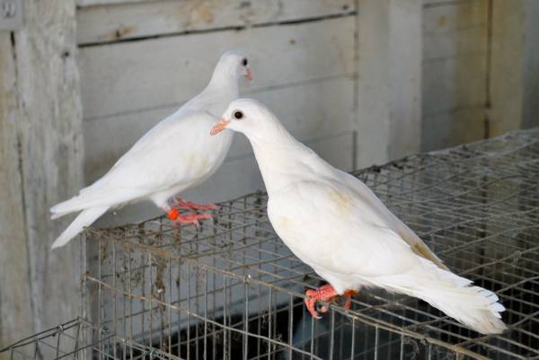 Pigeons 1