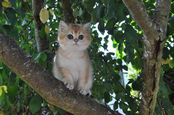Gatito macho63862434675971120