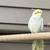 Rehoming my  2 Cockatiel 2 thumbnail