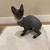 Canadian Sphynx Kitten for Sale – Blacky 6 thumbnail