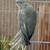 Indian Ringneck 2 thumbnail