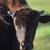 Bison Calves available 4 thumbnail