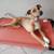 Paws2Paws, Pet Sitting Services 11 thumbnail