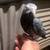Timneh African Grey Parrot 2 thumbnail