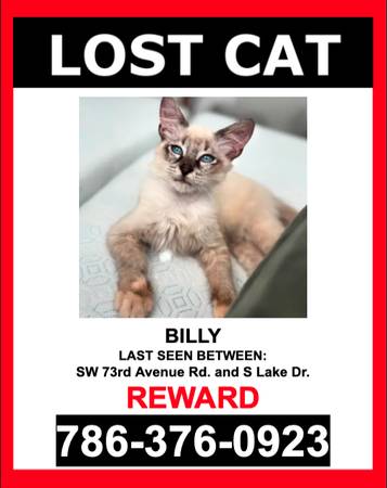 LOST PET - Grey/White/ Birman / Male - $$ Reward $$ (Miami)64288907846018120
