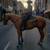 8 year old QH Gelding 2 thumbnail