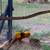 Red Golden Pheasant pairs 4 thumbnail