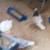 ROLLER PIGEONS 4 thumbnail
