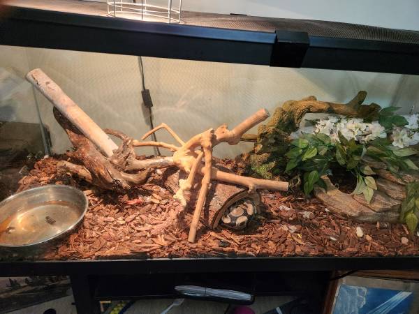 Female Ball Pythons Make Offer (Fruitland)63872575891459121