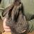 Rabbits 4 thumbnail