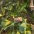 Crested geckos- 3 young unsexed 2 thumbnail